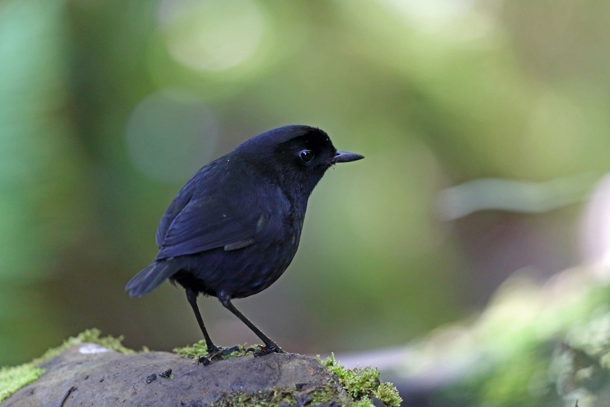 Lesser Melampitta - Nigel Voaden