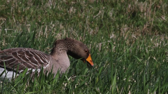 Graylag Goose (Domestic type) - ML471290