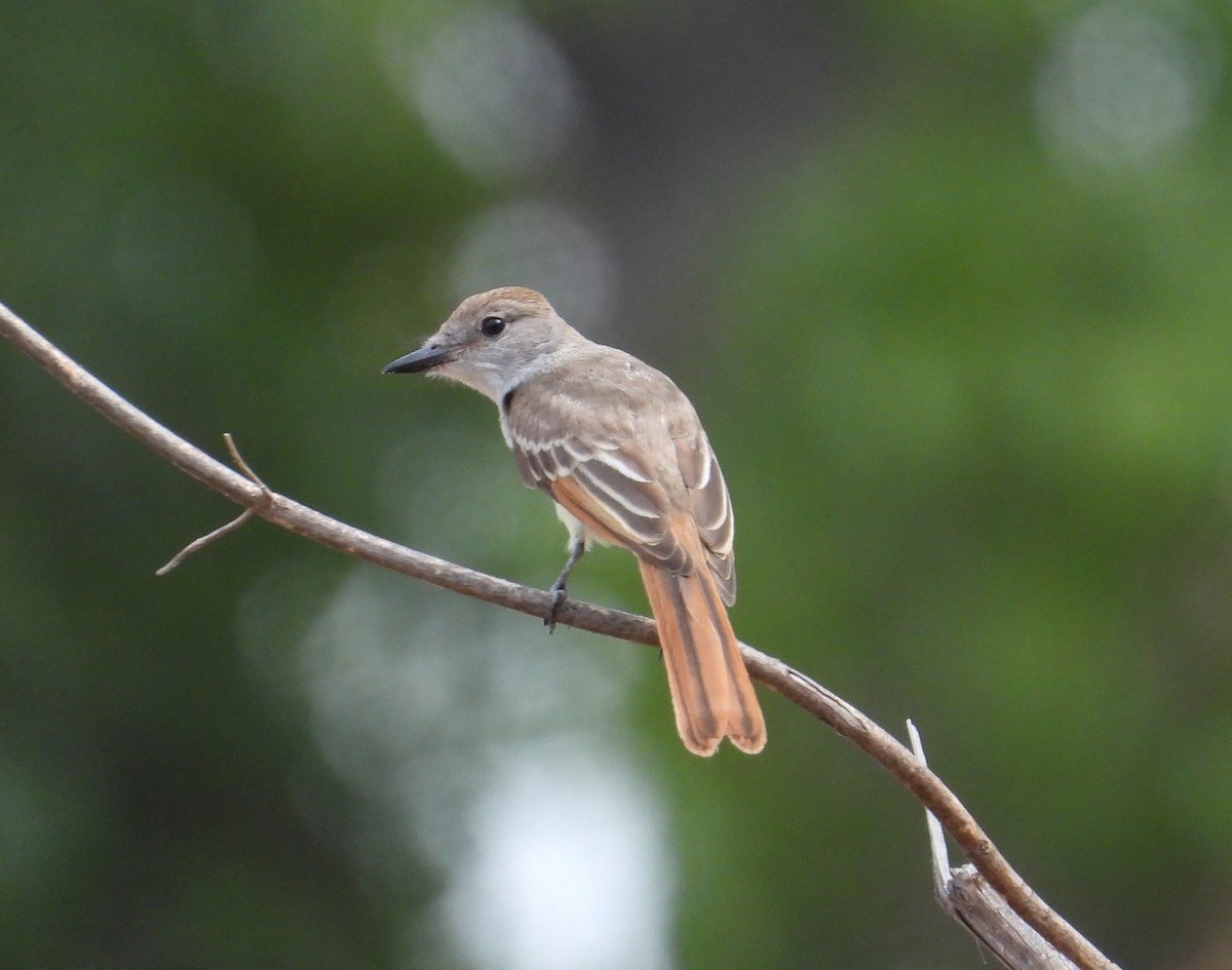 Ash-throated Flycatcher - Jeff Miller