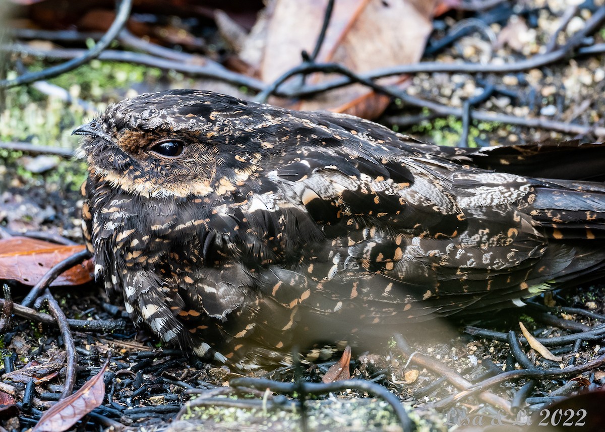 Diabolical Nightjar - Lisa & Li Li