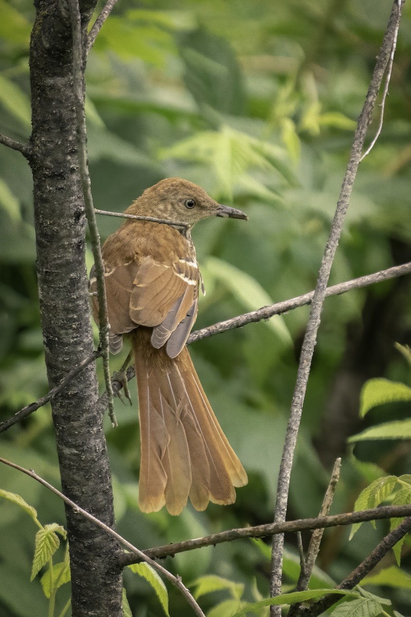 Brown Thrasher - ML471291361