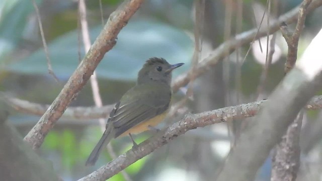 Ochre-bellied Flycatcher - ML471291441