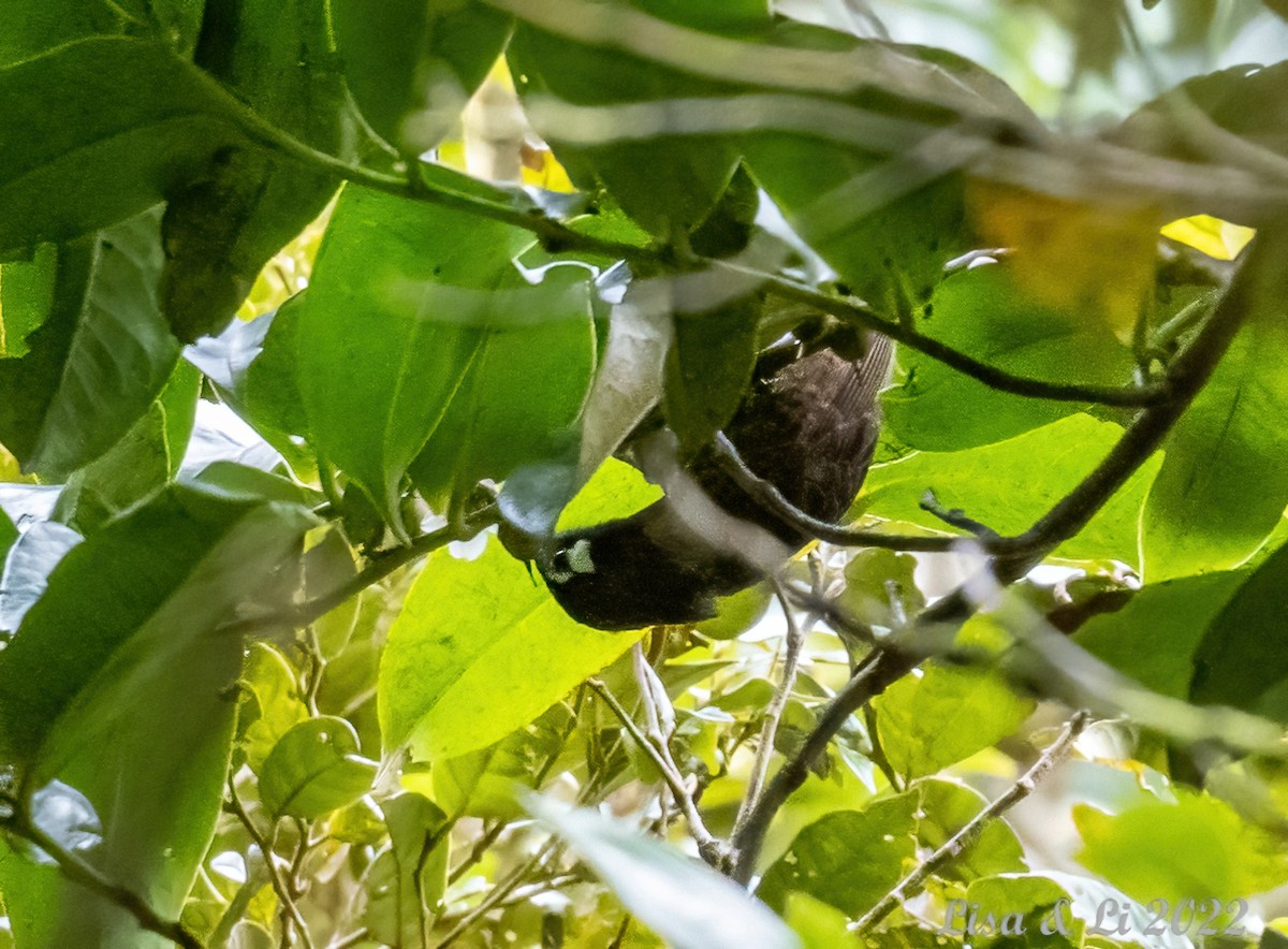 White-eared Myza - Lisa & Li Li