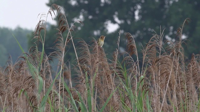 Bobolink - ML471292