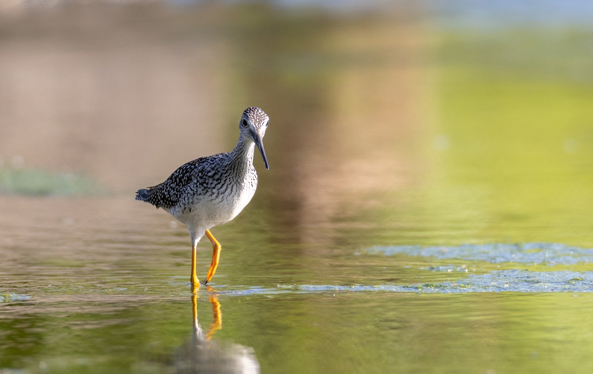 Greater Yellowlegs - Sylvie Martel / Gaétan Giroux