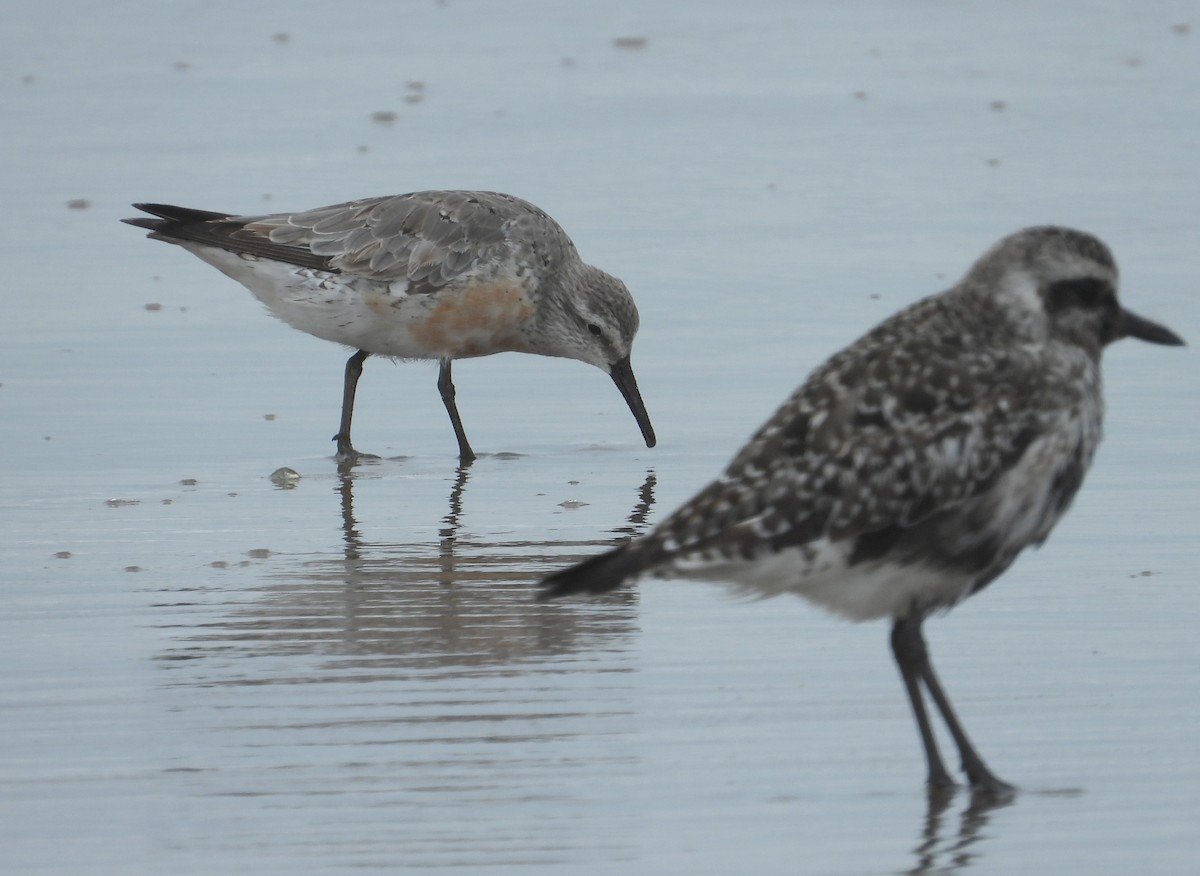 Red Knot - ML471294491