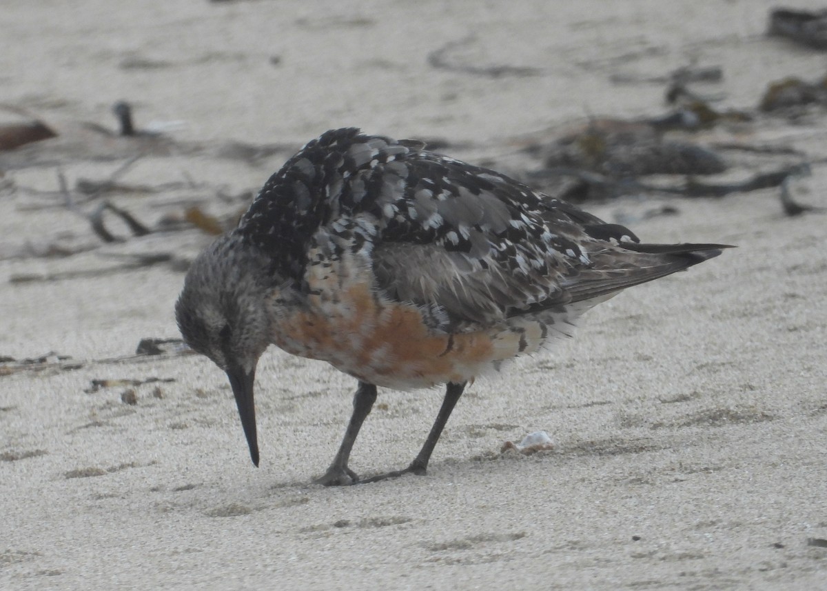 Red Knot - ML471294511