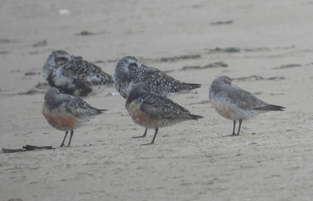 Red Knot - ML471294521