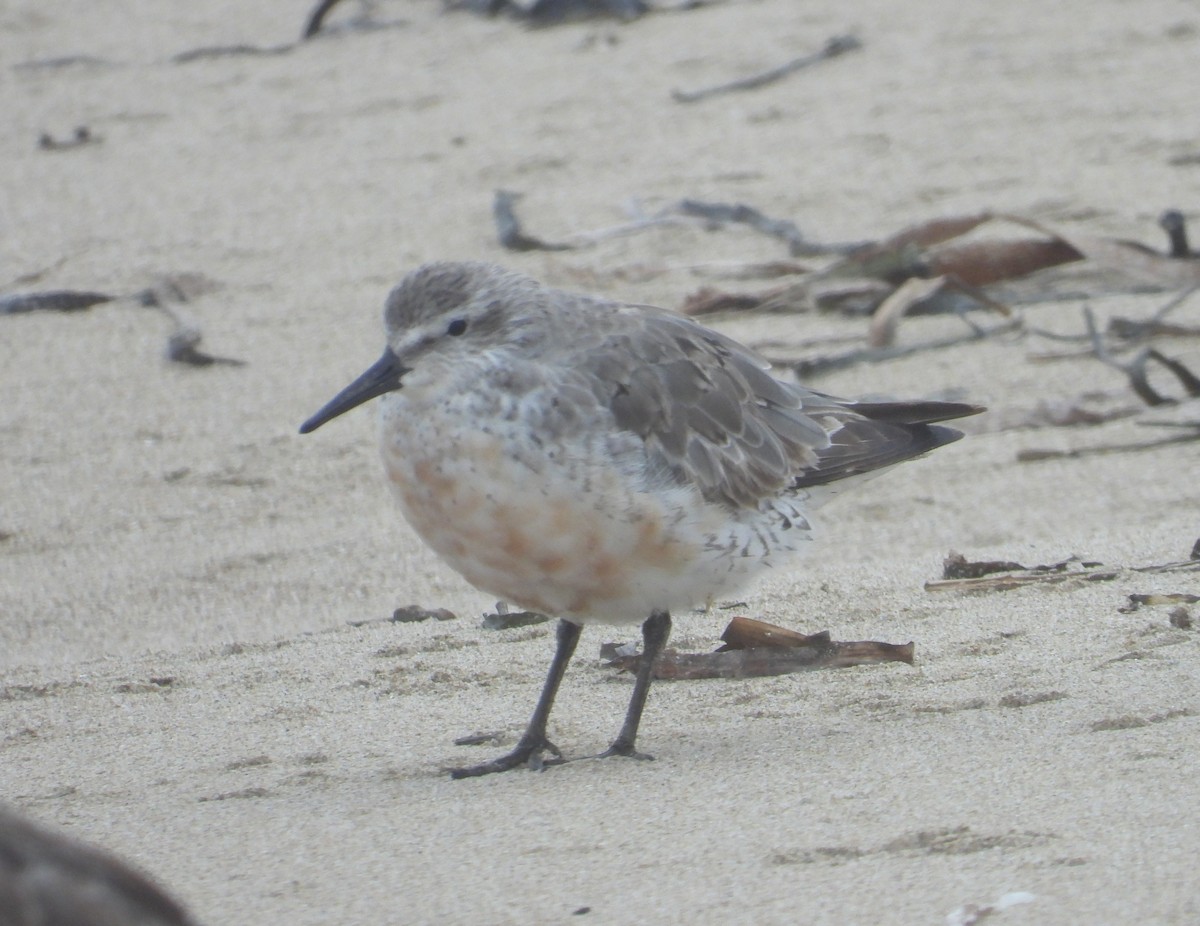 Red Knot - ML471294571