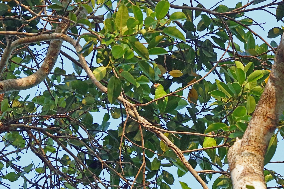 Краснощёкий фиговый попугайчик - ML47129461