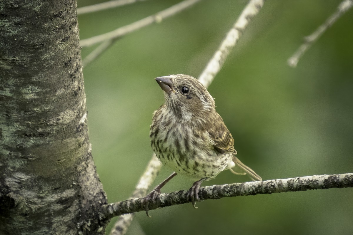 Purple Finch - ML471295081