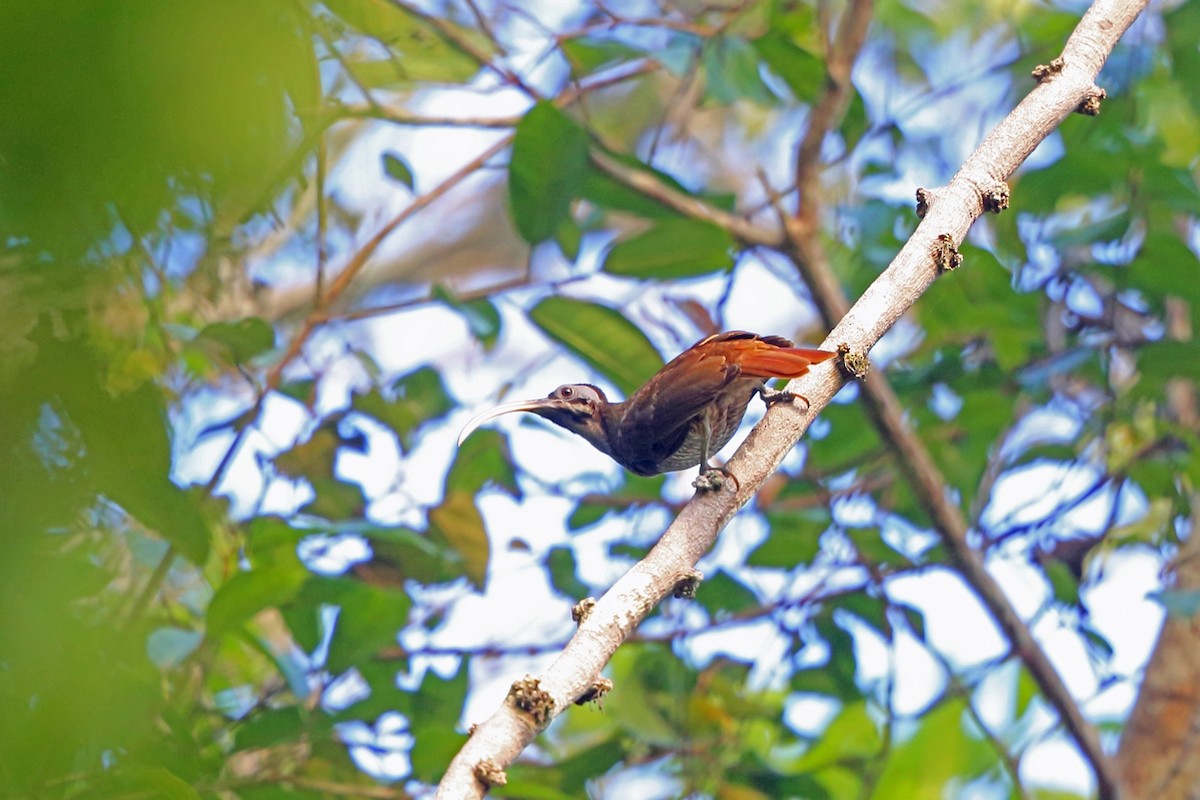 Pale-billed Sicklebill - Nigel Voaden