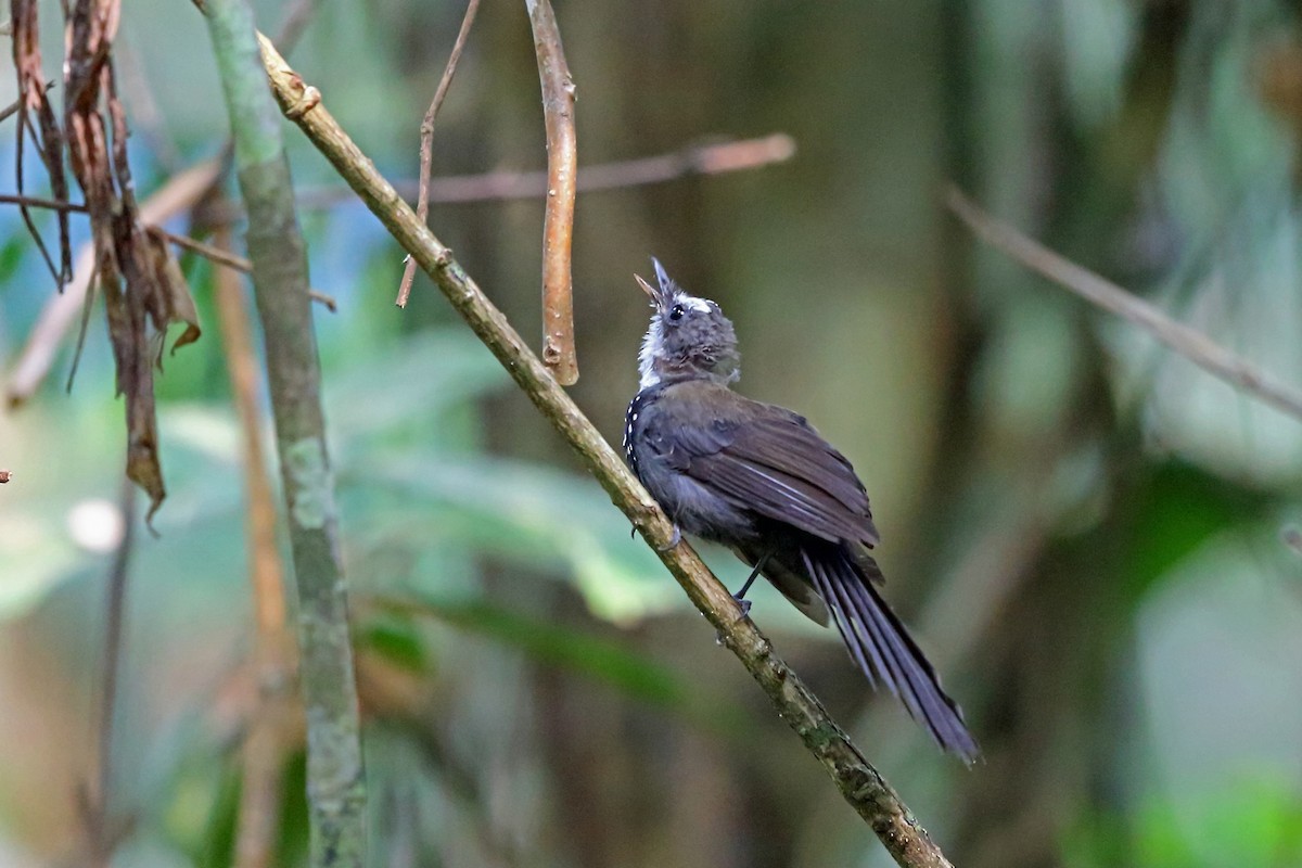 Sooty Thicket-Fantail - ML47129551
