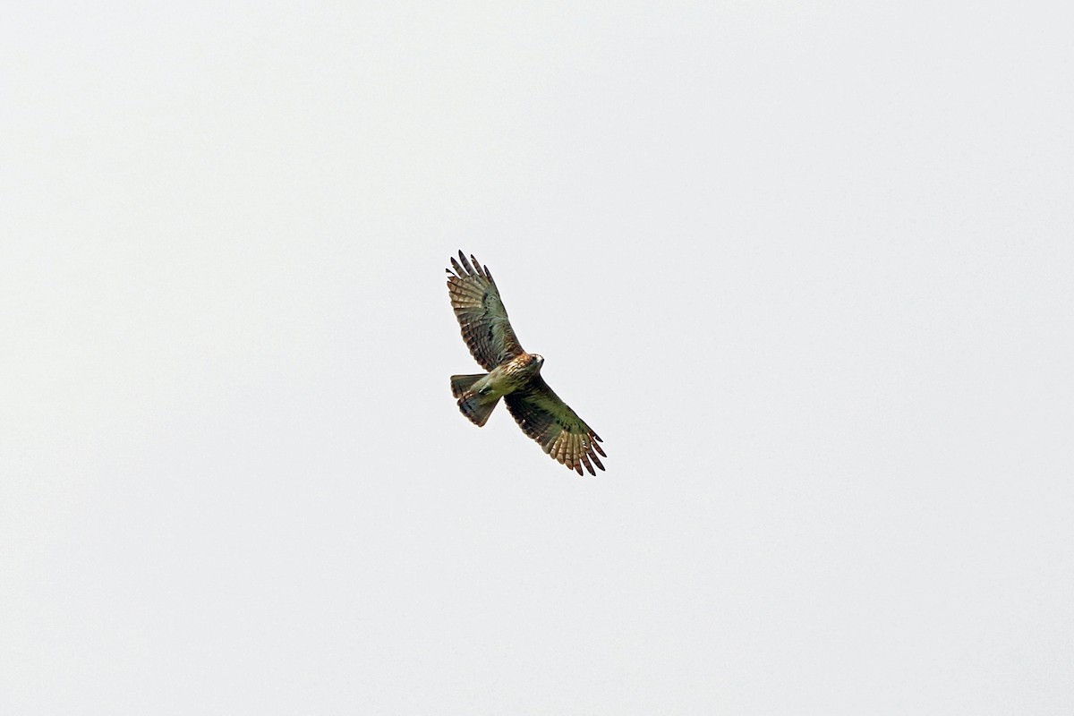 Новогвинейский орёл-карлик - ML47129611