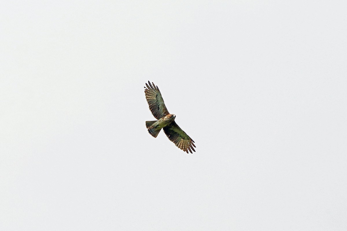 Águila Papú - ML47129611