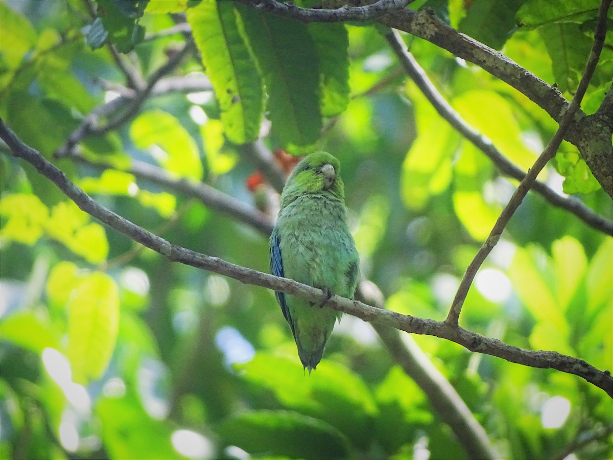 メキシコルリハシインコ（insularis） - ML471296301