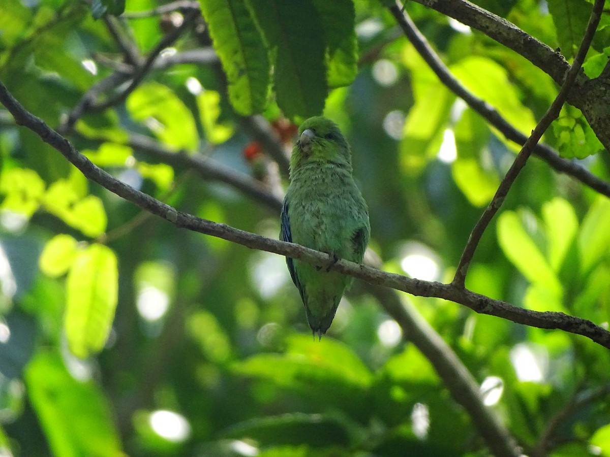 Blaubürzel-Sperlingspapagei (insularis) - ML471296551