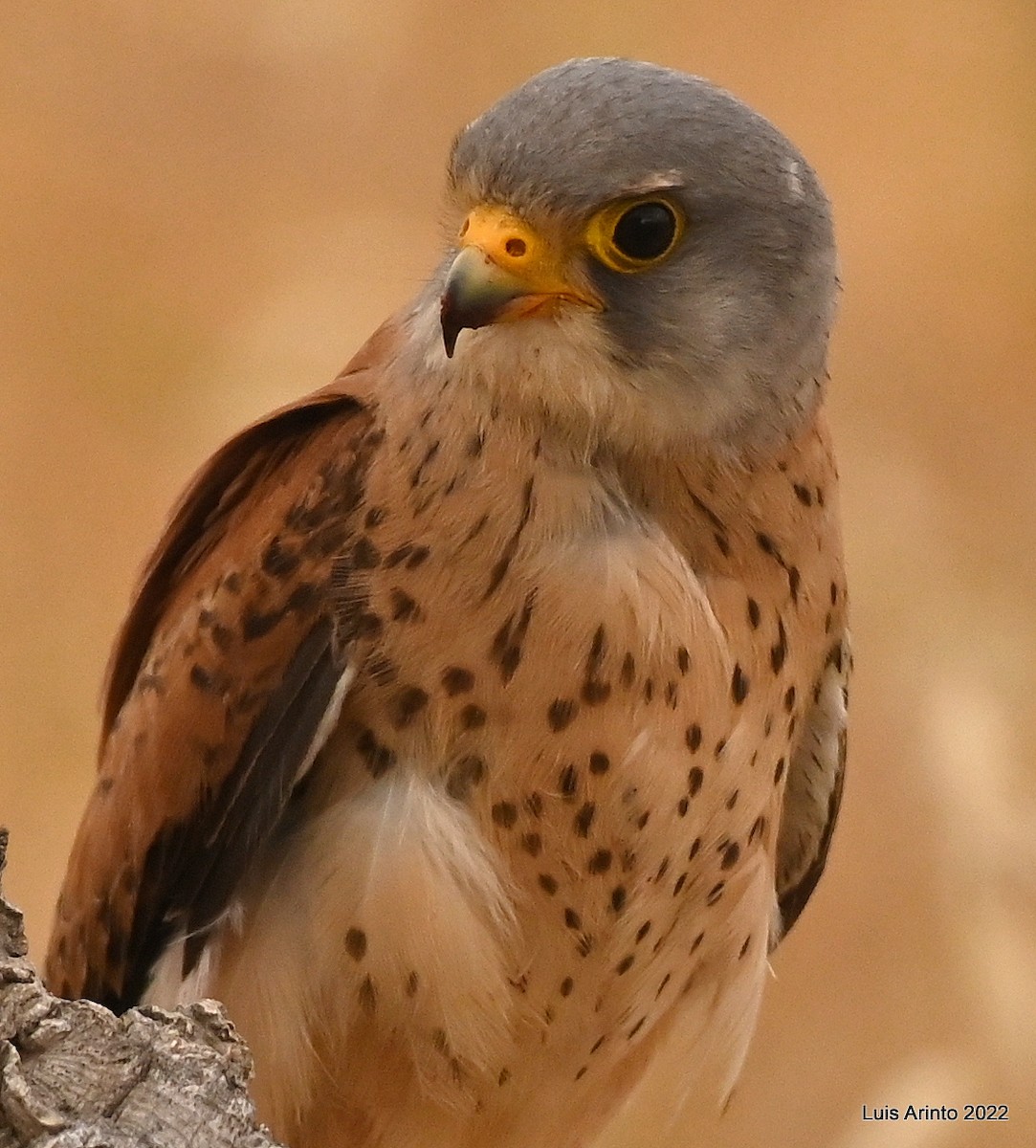 Lesser Kestrel - ML471297741