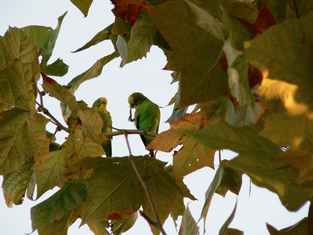 Budgerigar - ML471298511