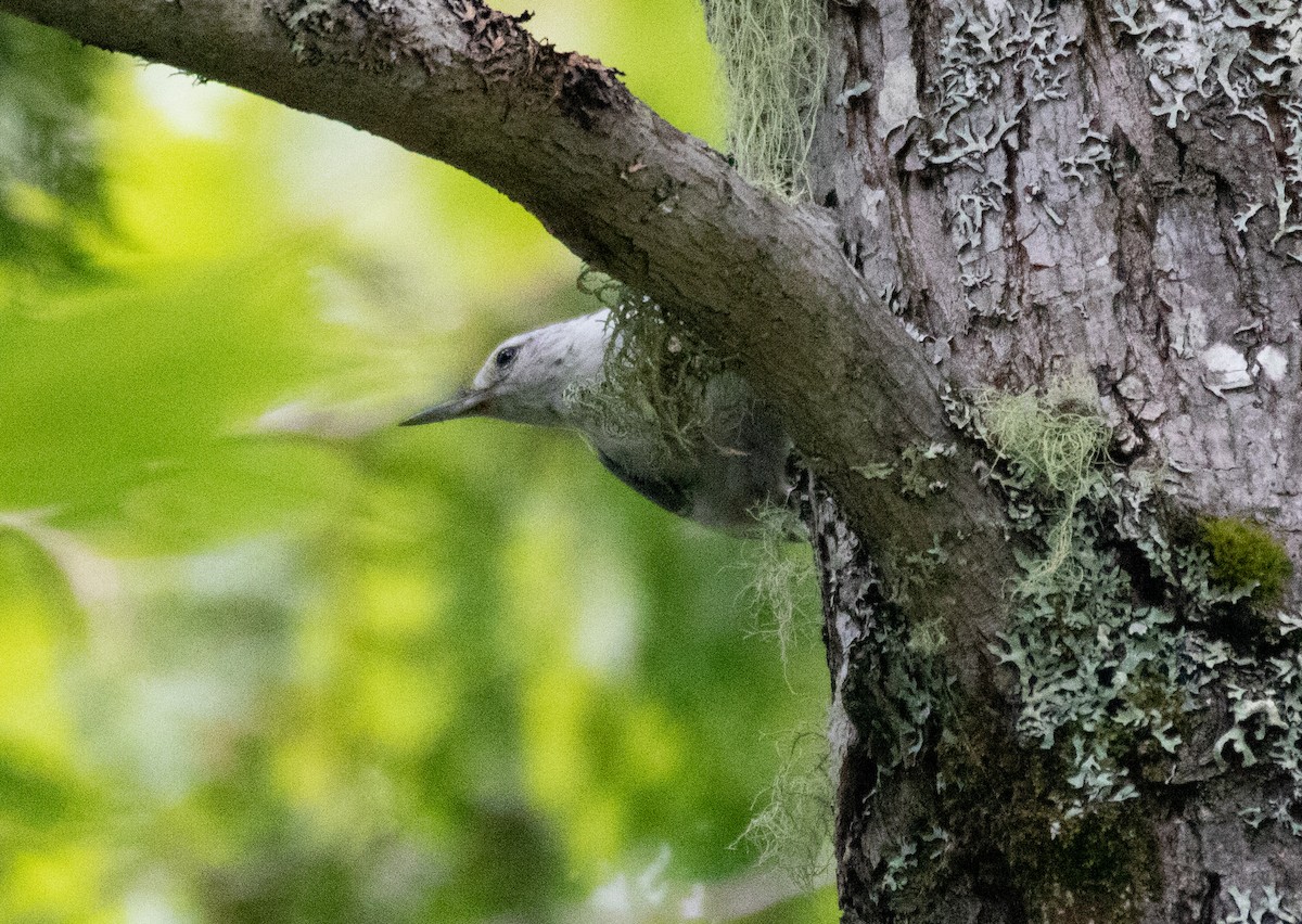 White-breasted Nuthatch (Eastern) - ML471298731