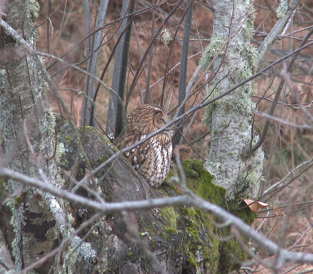 Tawny Owl - ML47129911