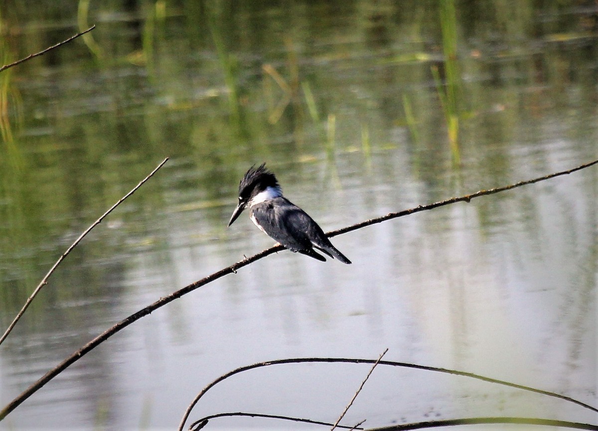 Belted Kingfisher - Nels Nelson