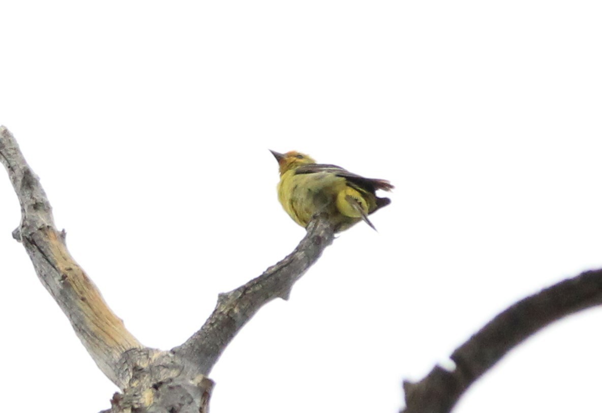 Western Tanager - ML471301071