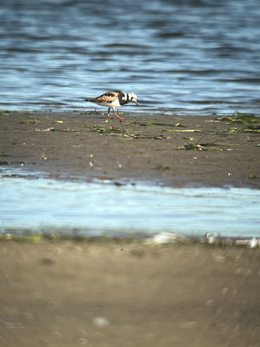 Ruddy Turnstone - ML471301181