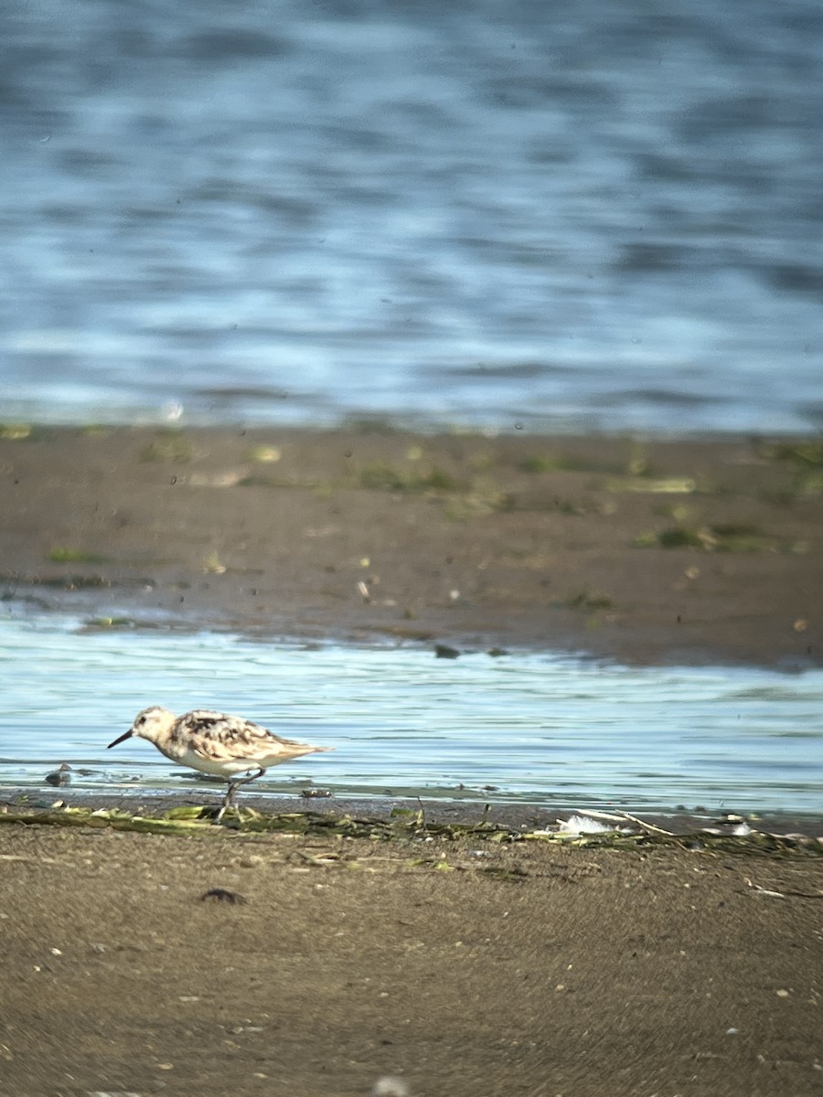 Sanderling - Eric Witmer