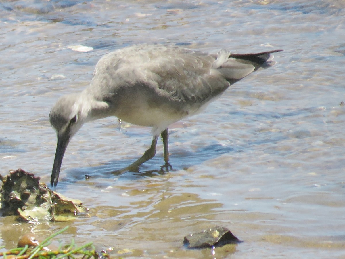 Gray-tailed Tattler - ML47130131