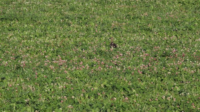 Whimbrel (Hudsonian) - ML471302