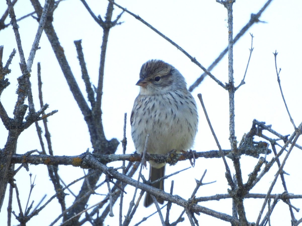チャガシラヒメドリ - ML471302031