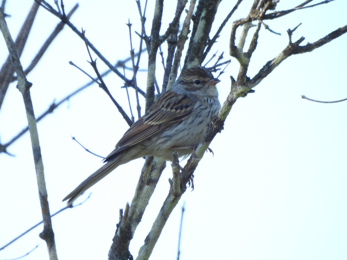 チャガシラヒメドリ - ML471302051