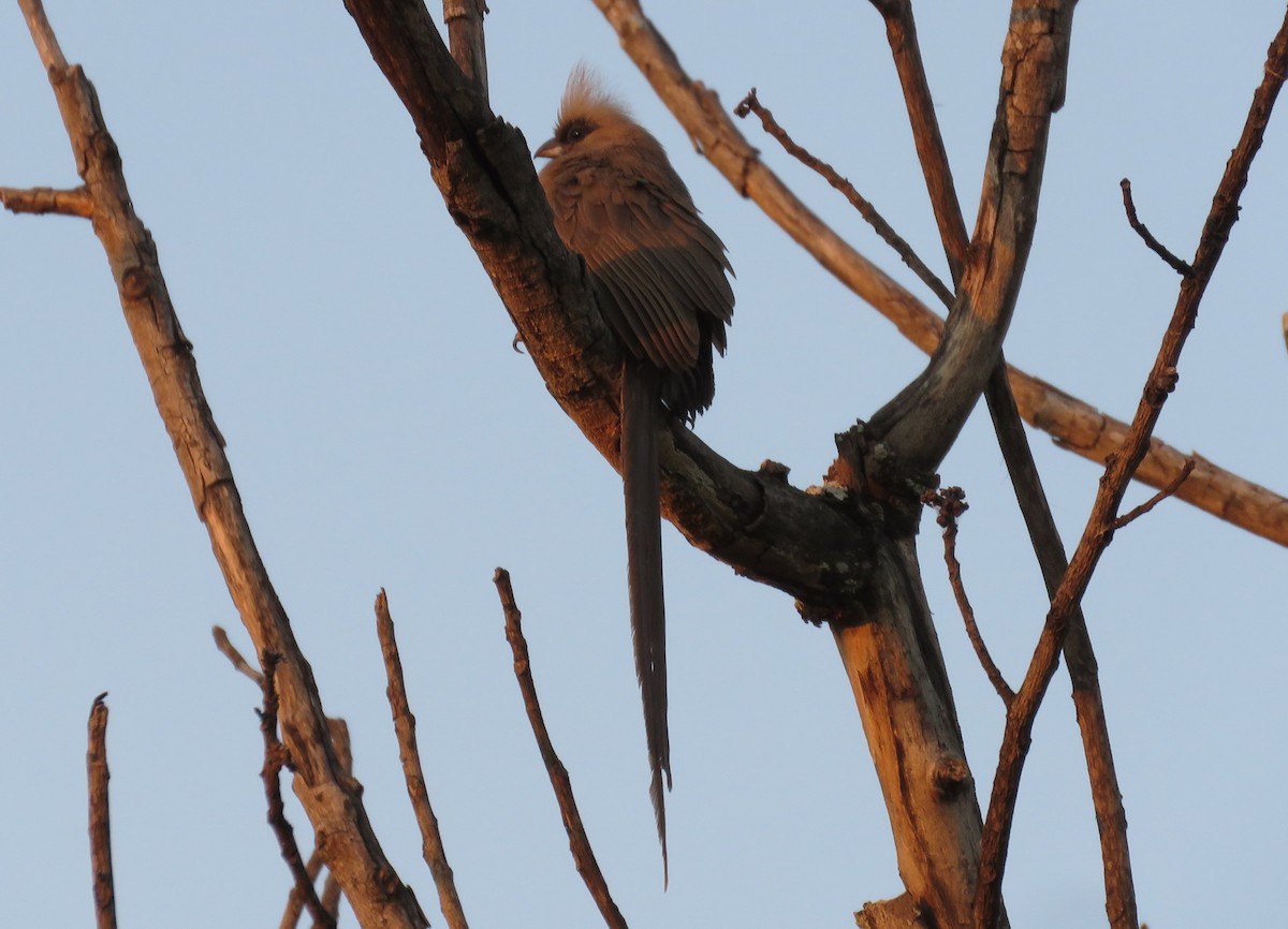 Бурокрылая птица-мышь - ML471302391