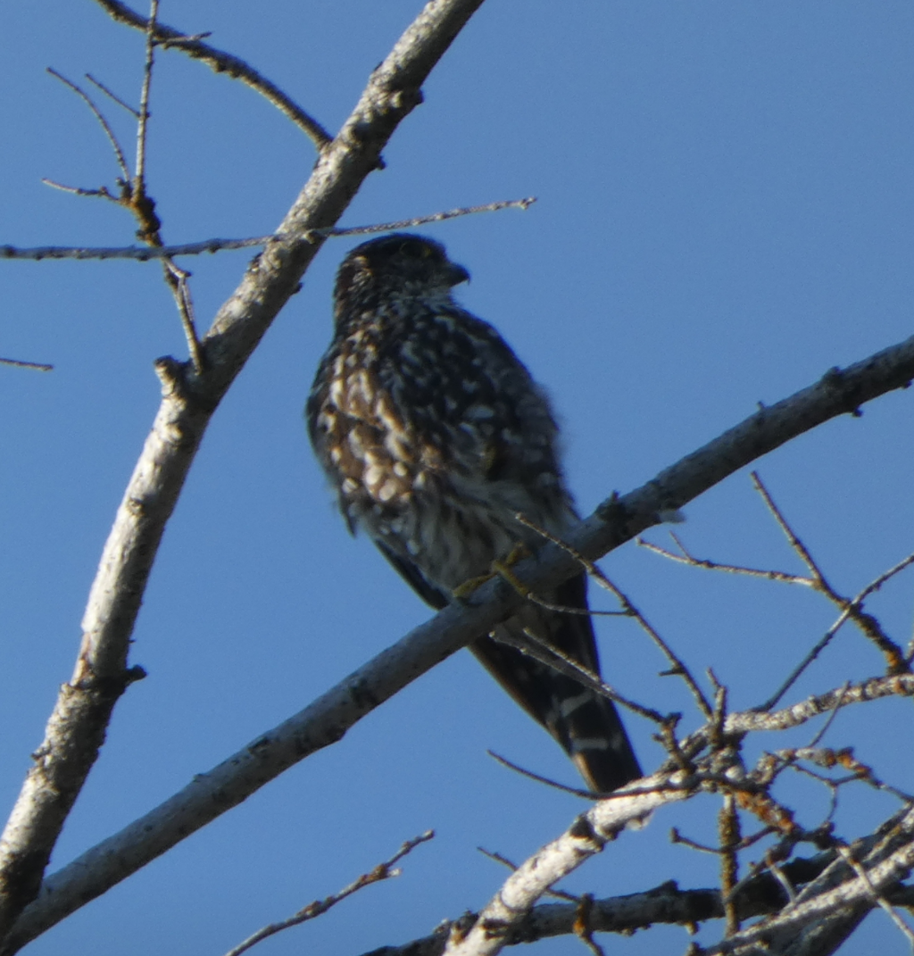 コチョウゲンボウ（columbarius） - ML471302561