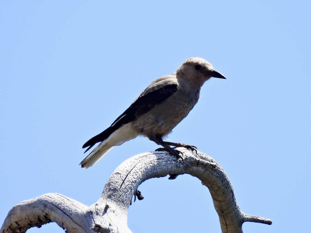 Clark's Nutcracker - ML471302871