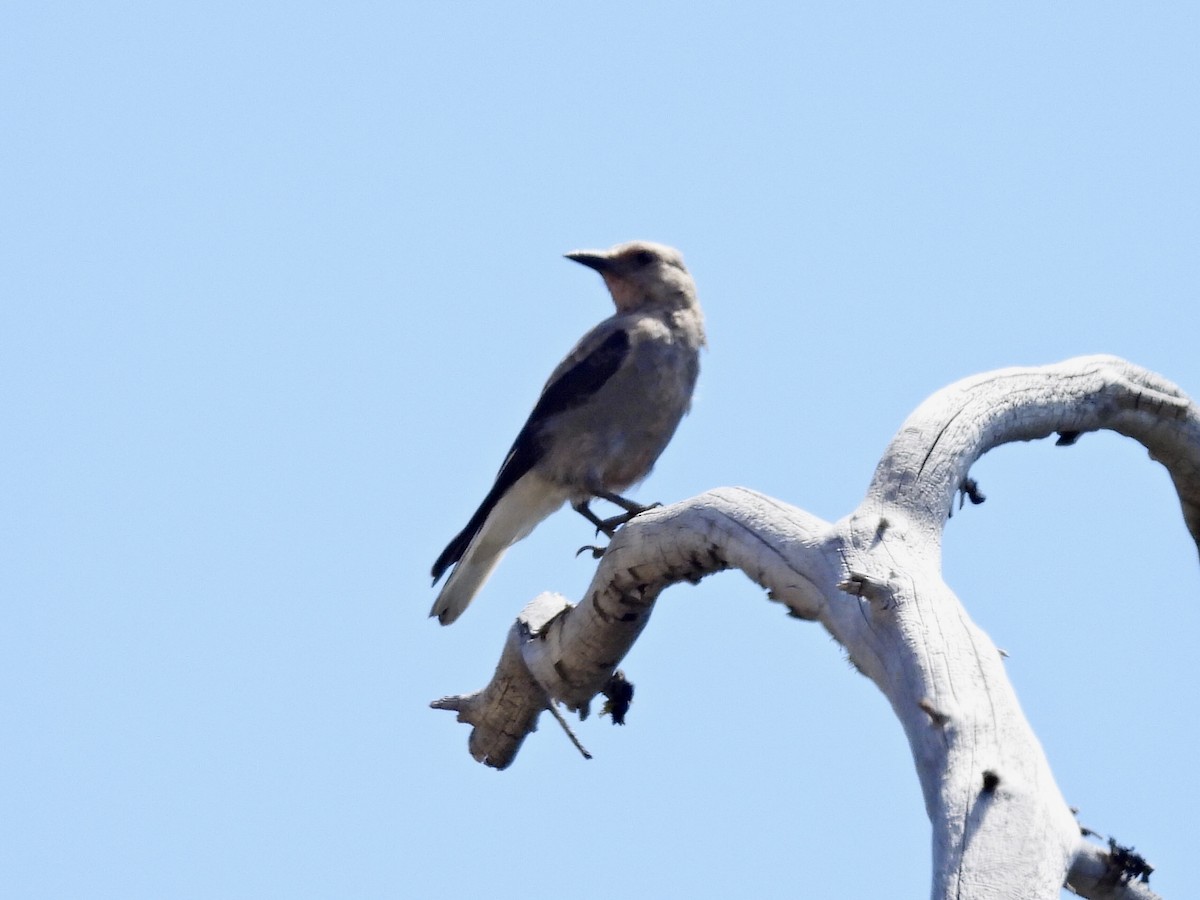 Clark's Nutcracker - Jane Cullen