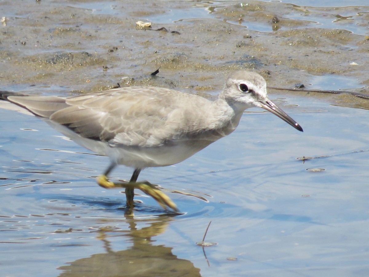 Playero Siberiano - ML47130311