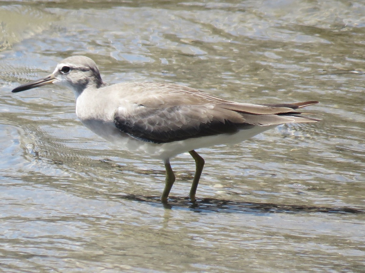 Gray-tailed Tattler - Richard Arnold