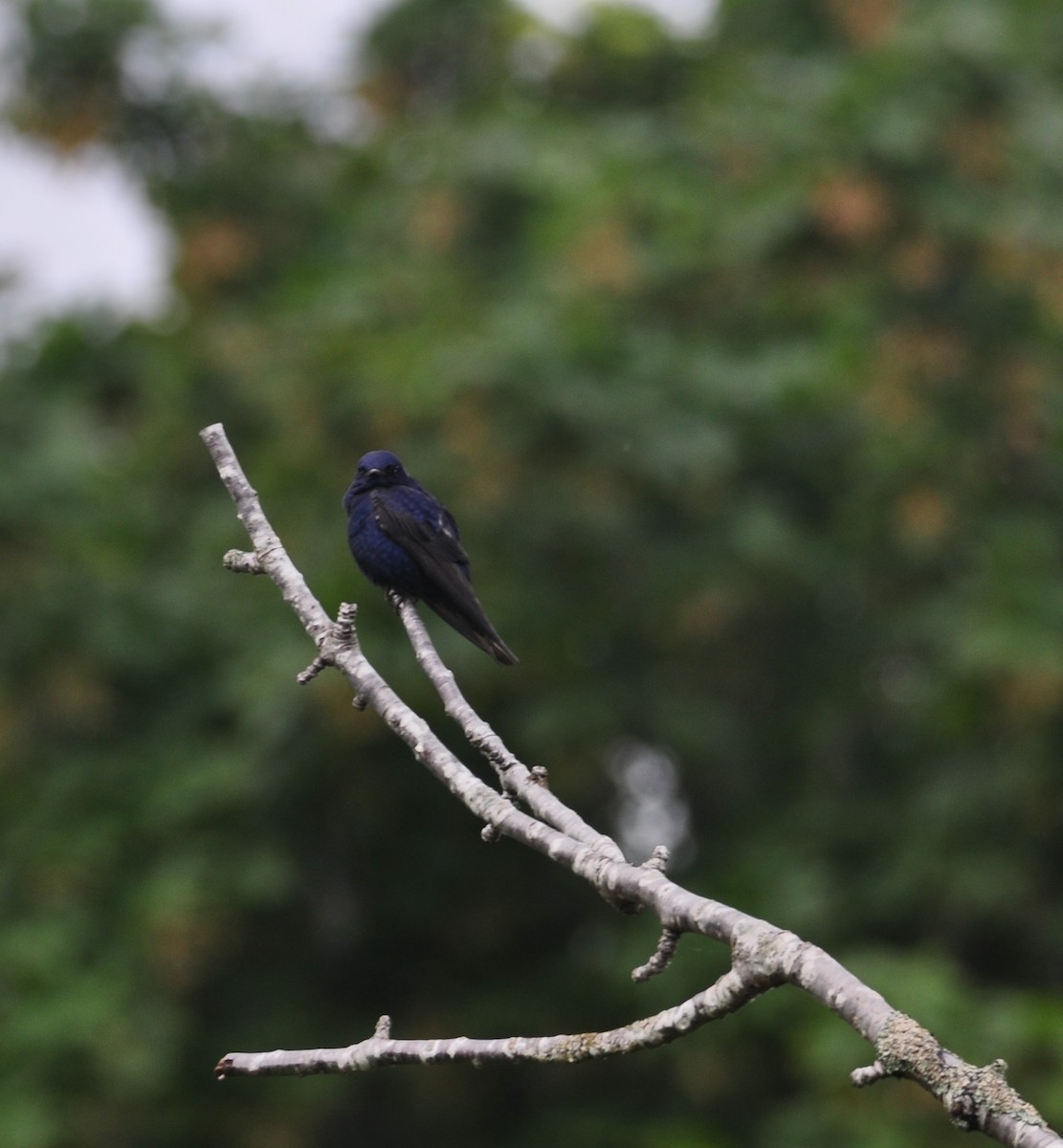 Golondrina Purpúrea - ML471303771