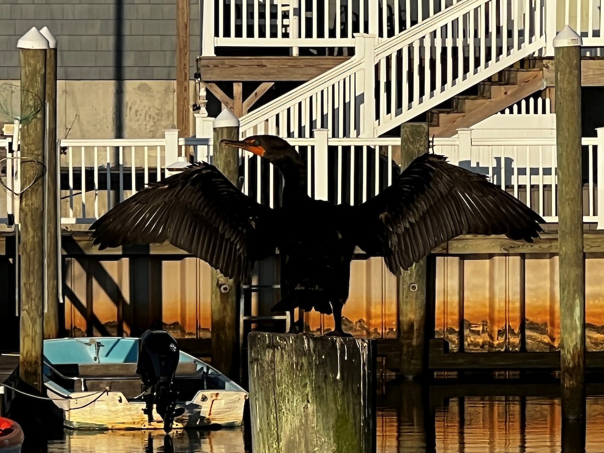 Double-crested Cormorant - ML471304051