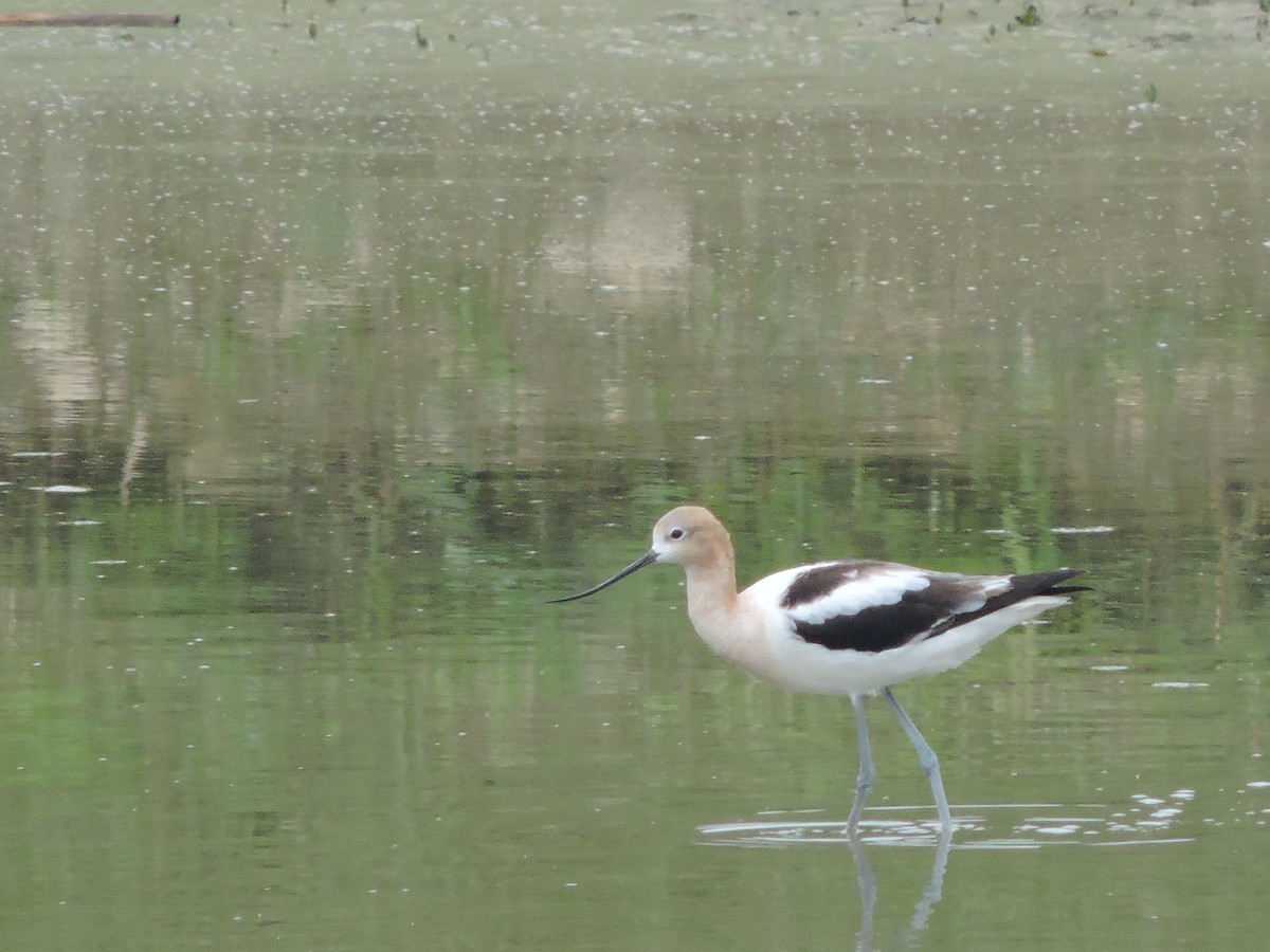 American Avocet - ML471304301