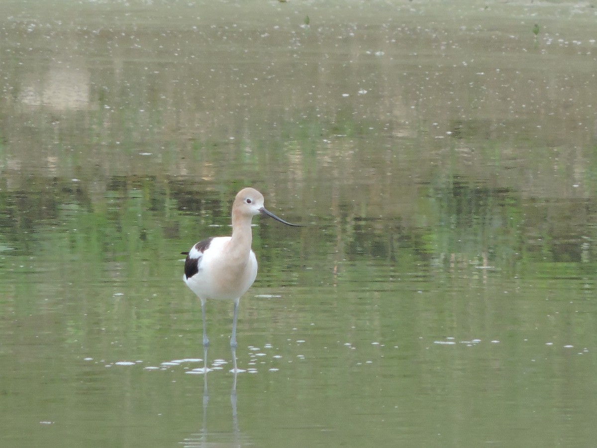 American Avocet - ML471304311