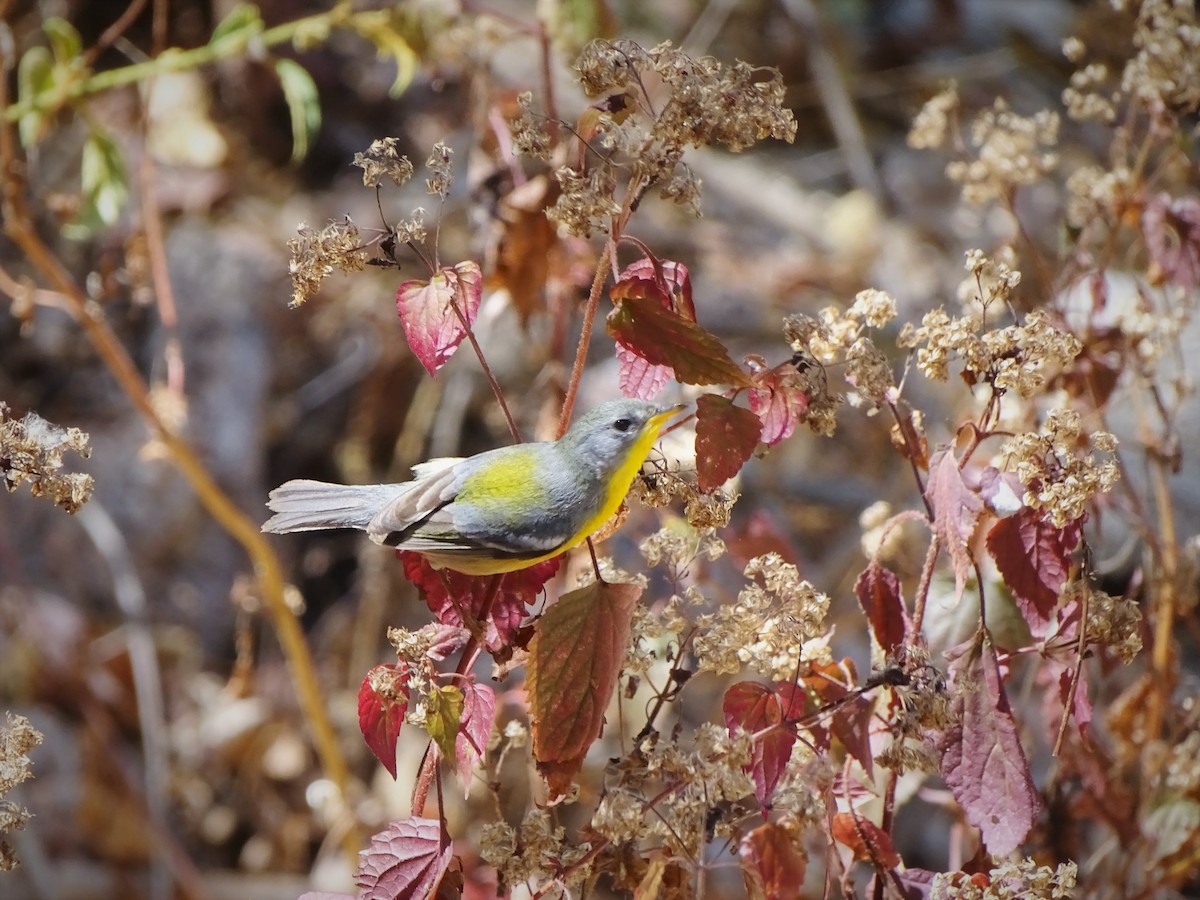 ミナミアサギアメリカムシクイ（insularis） - ML471304561