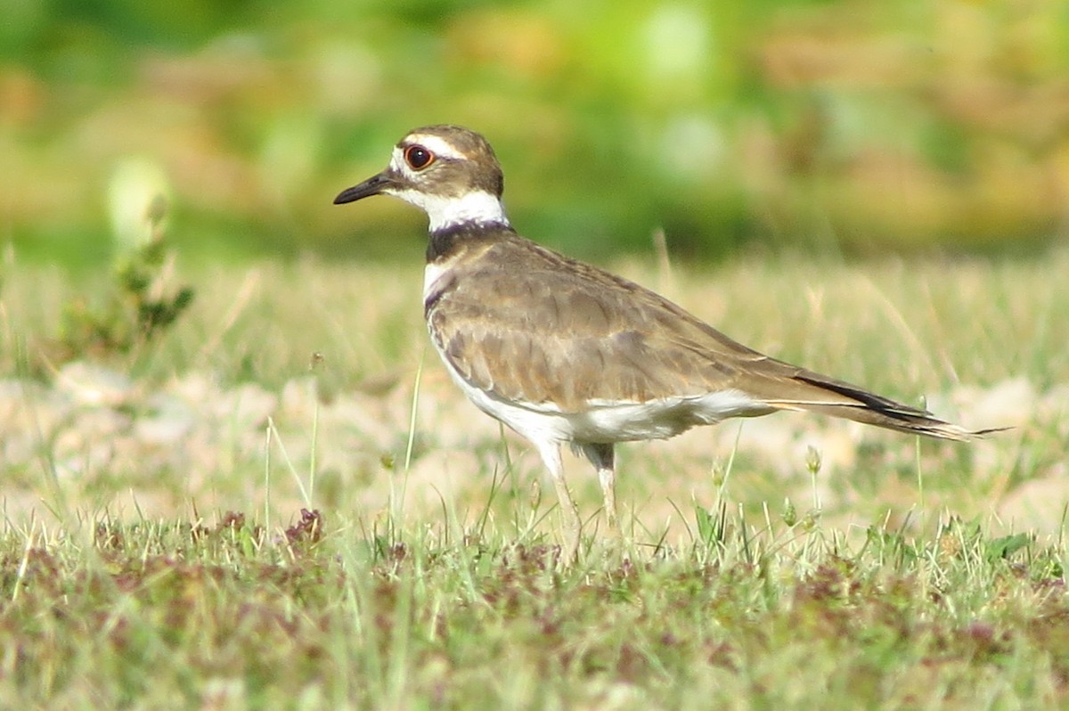 Killdeer - ML471304601