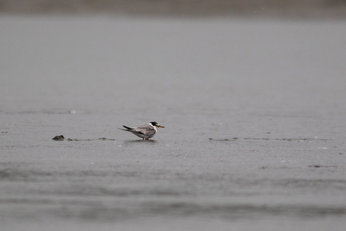 Least Tern - ML471305151