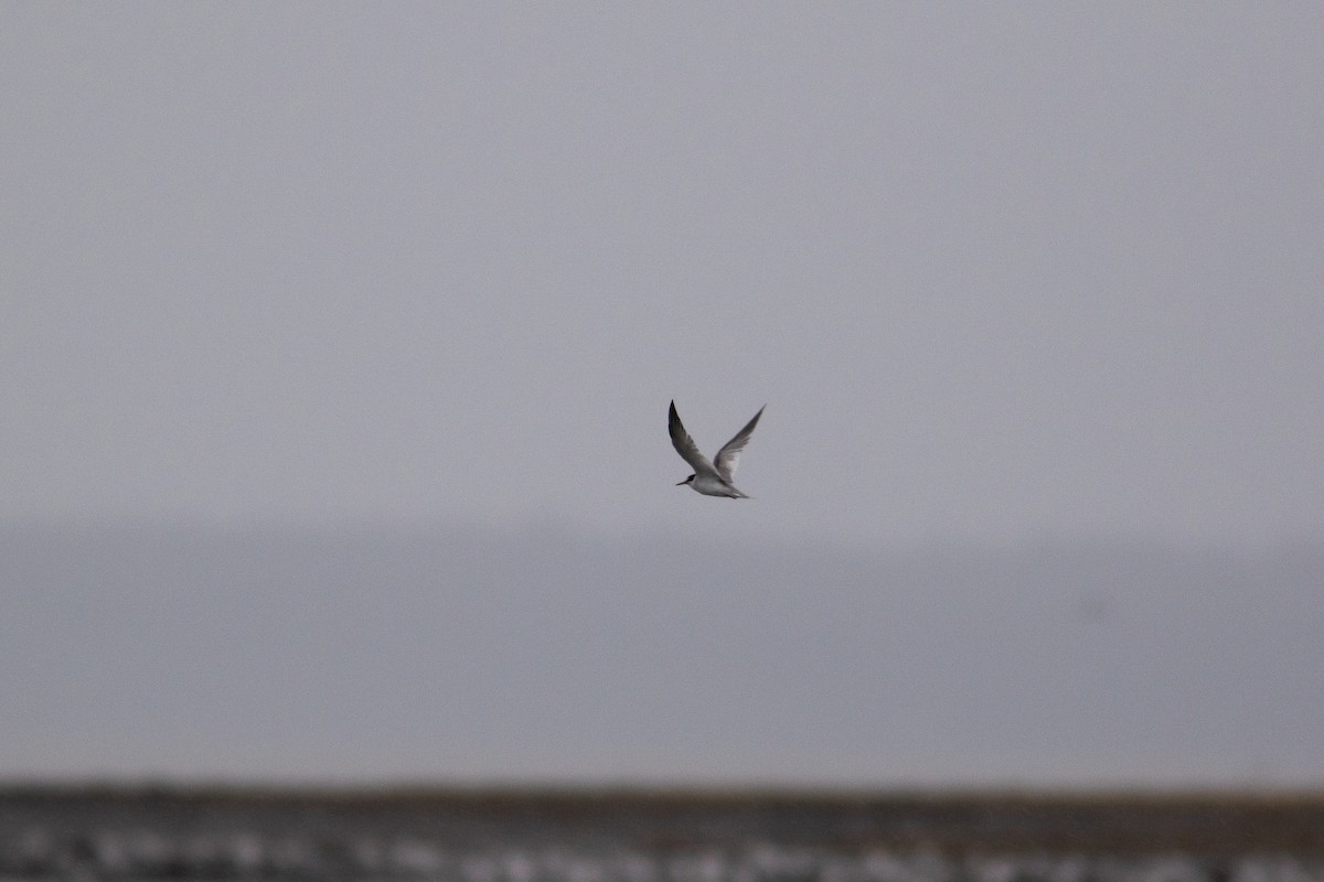 Least Tern - Justin Saunders