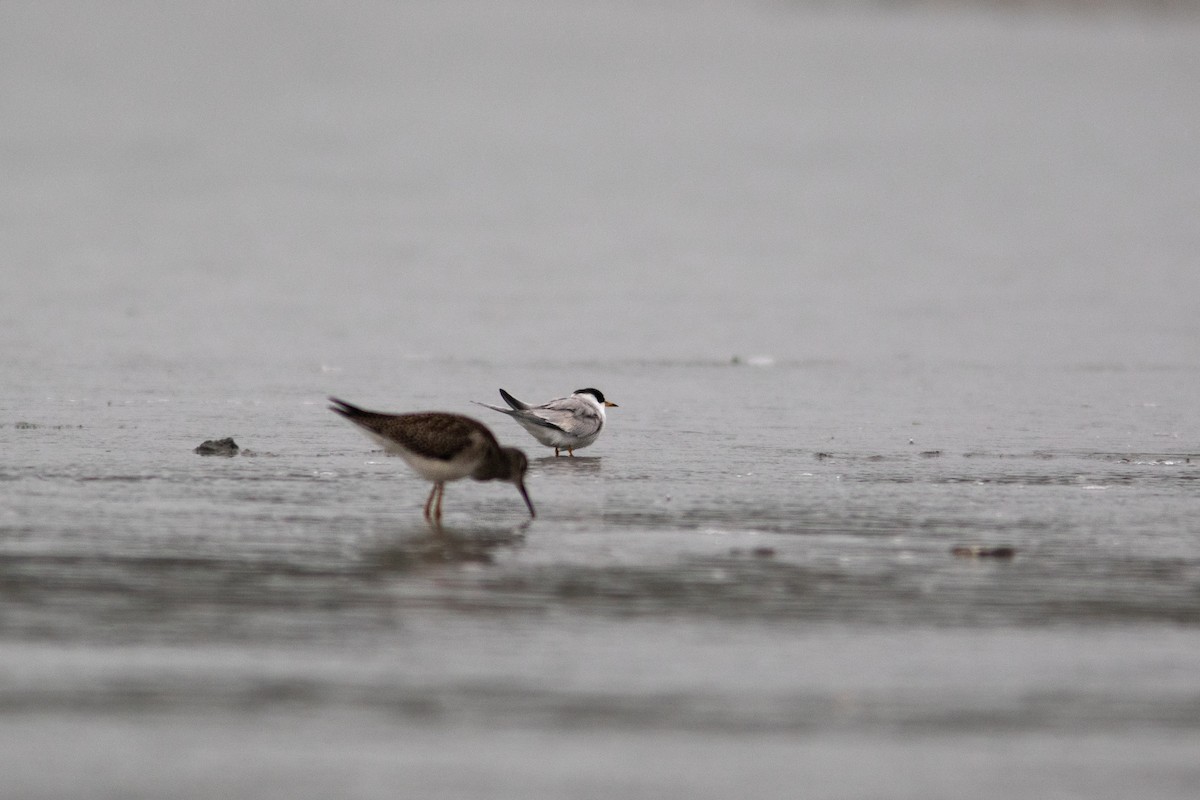 Least Tern - Justin Saunders