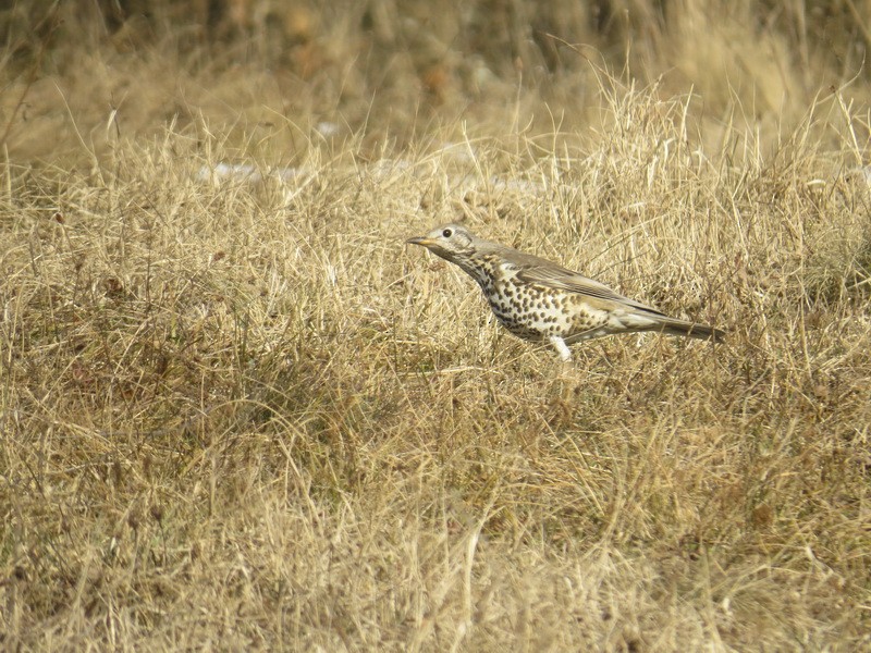 Mistle Thrush - ML47130701