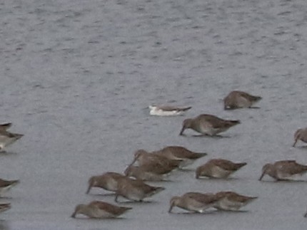 Phalarope de Wilson - ML471307021